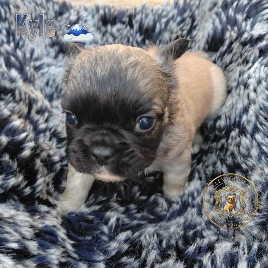 chiot Bouledogue francais Fluffy Fauve masque noir Kyle Élevage de la famille dog étoilée  