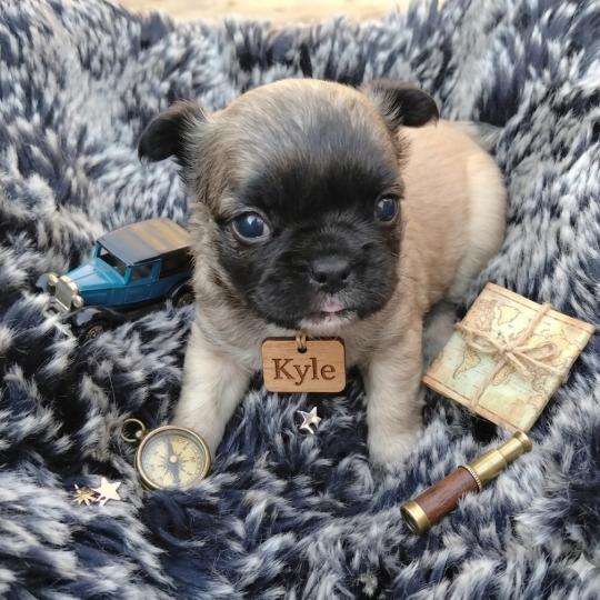 chiot Bouledogue francais Fluffy Fauve masque noir Kyle Élevage de la famille dog étoilée  