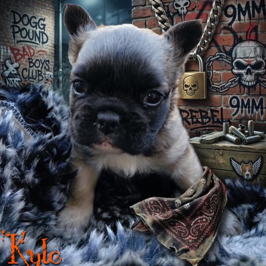 chiot Bouledogue francais Fluffy Fauve masque noir Kyle Élevage de la famille dog étoilée  