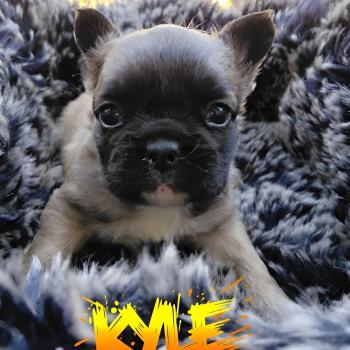 Kyle Mâle Bouledogue francais
