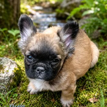 Kyle Mâle Bouledogue francais