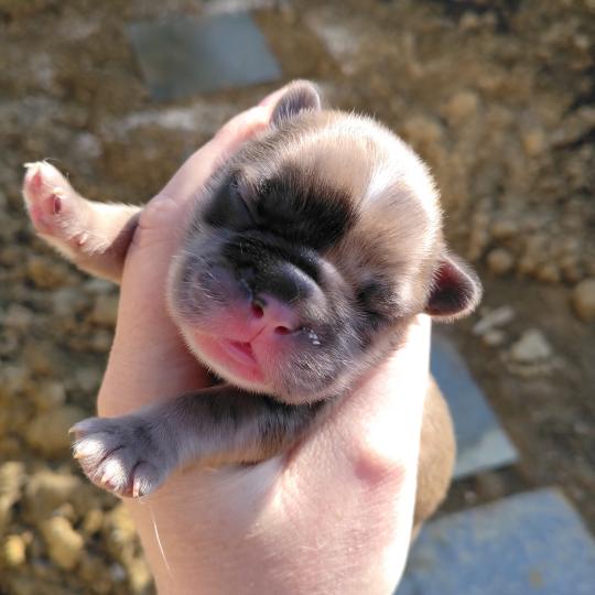 chiot Bouledogue francais Merle Tyler Élevage de la famille dog étoilée  