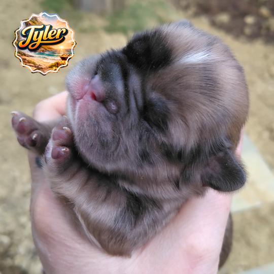 chiot Bouledogue francais Merle Tyler Élevage de la famille dog étoilée  