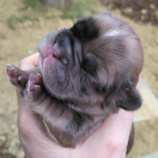chiot Bouledogue francais Merle Tyler Élevage de la famille dog étoilée  