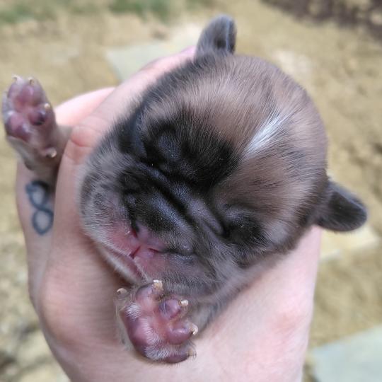 chiot Bouledogue francais Merle Tyler Élevage de la famille dog étoilée  