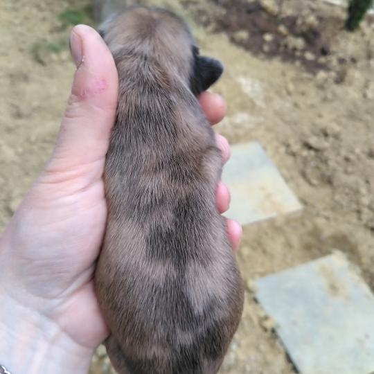 chiot Bouledogue francais Merle Tyler Élevage de la famille dog étoilée  