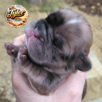 Tyler Mâle Bouledogue francais