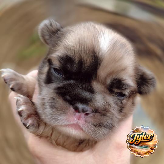 chiot Bouledogue francais Merle Tyler Élevage de la famille dog étoilée  