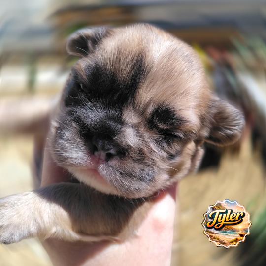 chiot Bouledogue francais Merle Tyler Élevage de la famille dog étoilée  
