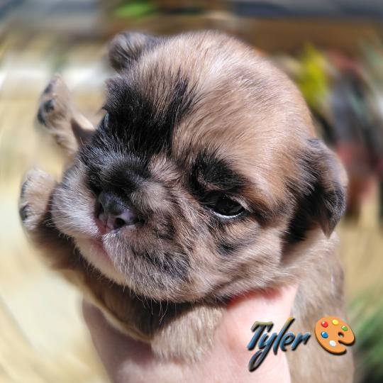 chiot Bouledogue francais Merle Tyler Élevage de la famille dog étoilée  