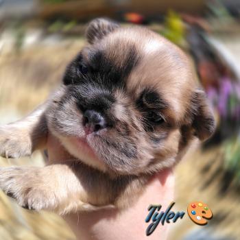 Tyler Mâle Bouledogue francais