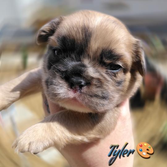 chiot Bouledogue francais Merle Tyler Élevage de la famille dog étoilée  