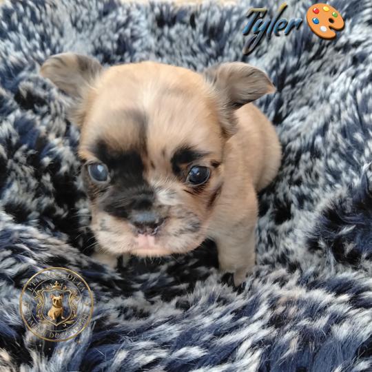 chiot Bouledogue francais Fluffy Fauve Merle Tyler Élevage de la famille dog étoilée  