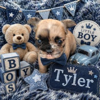 Tyler Mâle Bouledogue francais