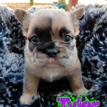 Tyler Mâle Bouledogue francais