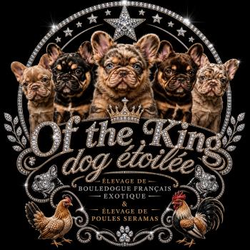 Élevage Of the King dog étoilée