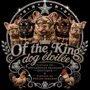 Élevage Of the King dog étoilée