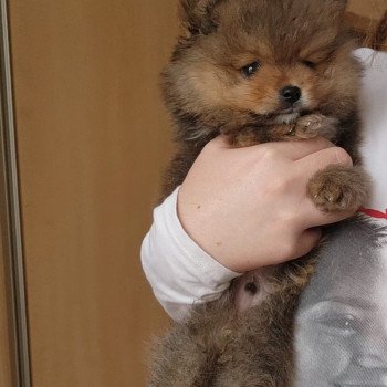 Anakin Mâle Spitz allemand