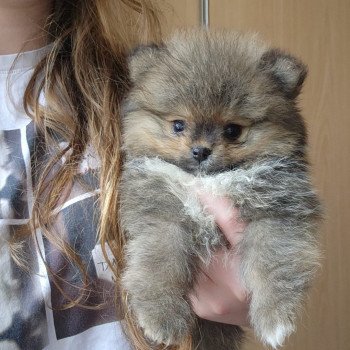 Jack Mâle Spitz allemand