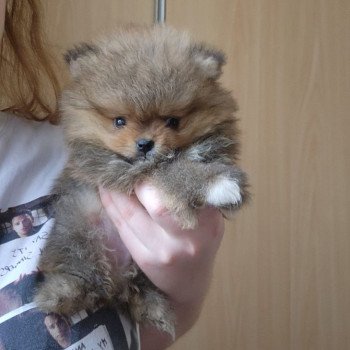 Lucky Mâle Spitz allemand