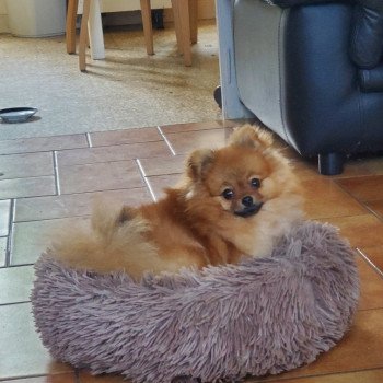 Élevage de sweet sunshine