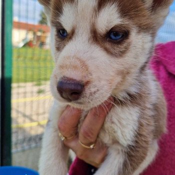 Ucky Mâle Husky de siberie