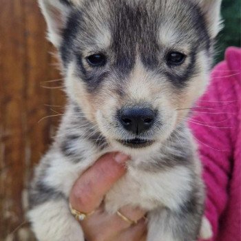 Ulio Mâle Husky de siberie