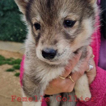 Undy Femelle Husky de siberie