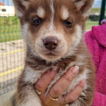 Unico Mâle Husky de siberie