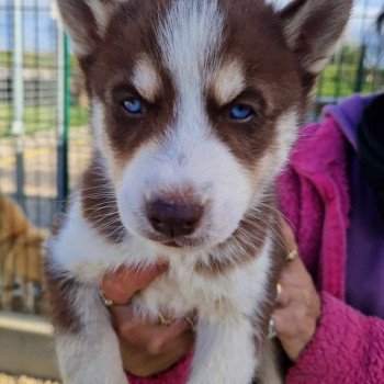 Upss Mâle Husky de siberie