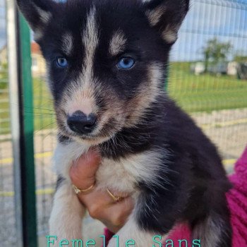 Uxy Femelle Husky de siberie