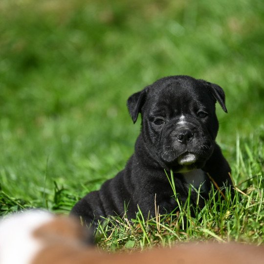 chiot Bulldog continental noir A little time Elevage des Symphonies d'arlequin  