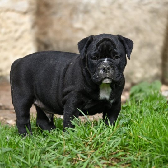 chiot Bulldog continental noir A little time Elevage des Symphonies d'arlequin  
