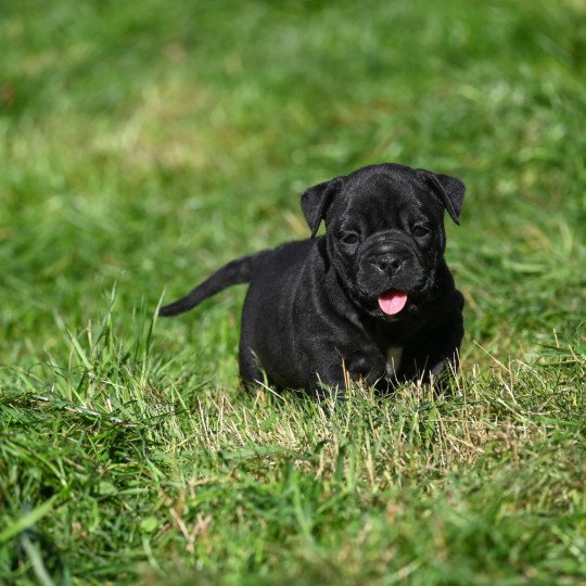 chiot Bulldog continental noire A little space Elevage des Symphonies d'arlequin  