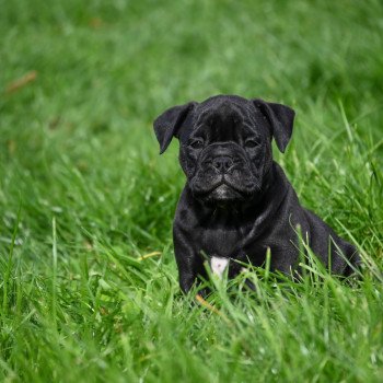 A little space Des Symphonies d'arlequin Femelle Bulldog continental