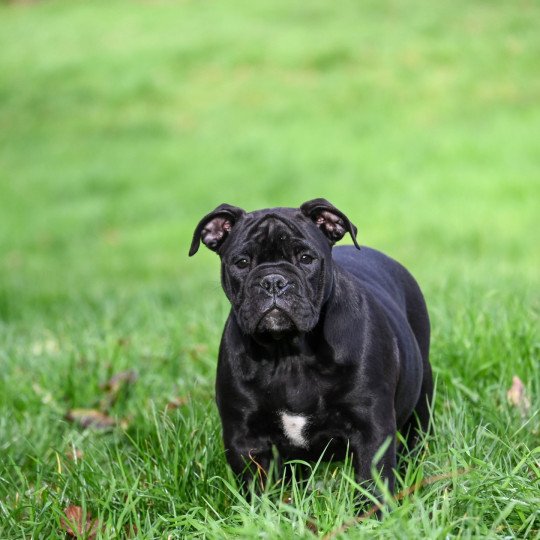 chiot Bulldog continental noire A little space Elevage des Symphonies d'arlequin  