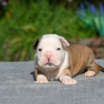 A little while Des Symphonies d'arlequin Mâle Bulldog continental