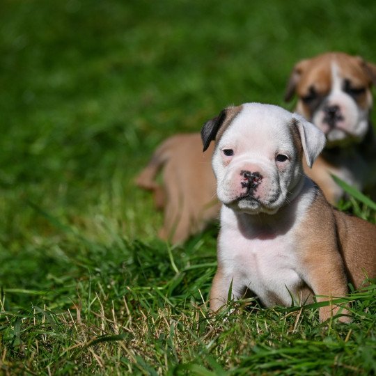 chiot Bulldog continental fauve A little while Elevage des Symphonies d'arlequin  