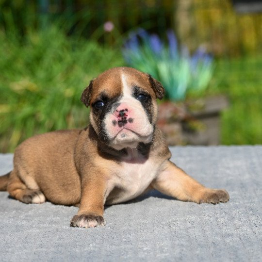 chiot Bulldog continental fauve A little of you Elevage des Symphonies d'arlequin  
