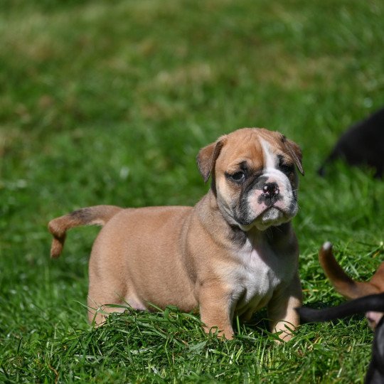 chiot Bulldog continental fauve A little of you Elevage des Symphonies d'arlequin  