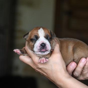 Beautiful soul Des Symphonies d'arlequin Femelle Bulldog continental
