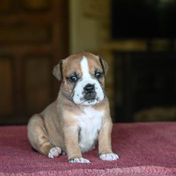 Beautiful soul Des Symphonies d'arlequin Femelle Bulldog continental
