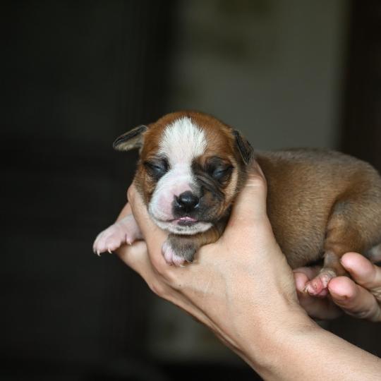 chiot Bulldog continental fauve Beautiful world Elevage des Symphonies d'arlequin  