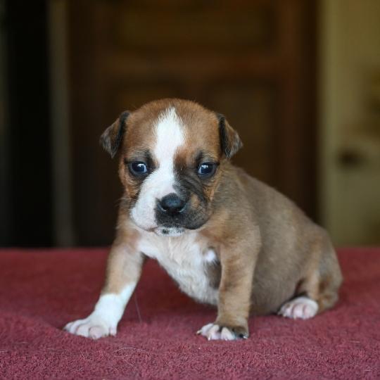 chiot Bulldog continental fauve Beautiful world Elevage des Symphonies d'arlequin  