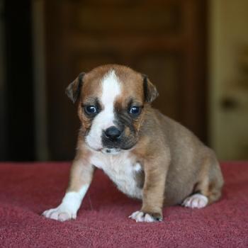 Beautiful world Des Symphonies d'arlequin Femelle Bulldog continental