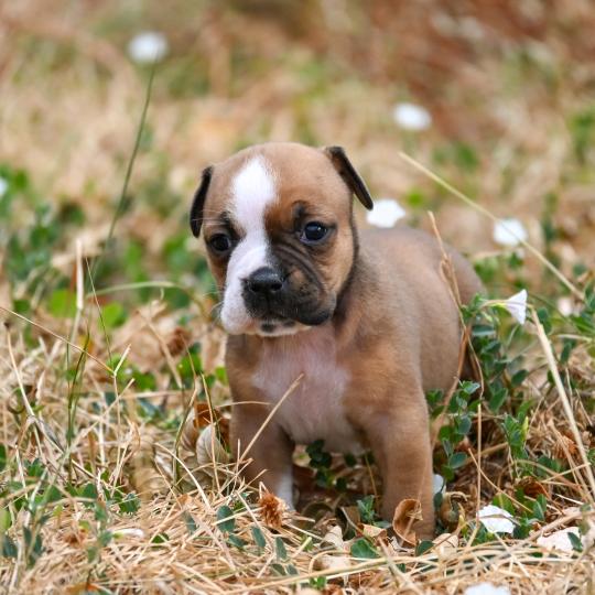 chiot Bulldog continental fauve Beautiful world Elevage des Symphonies d'arlequin  