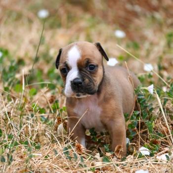 Beautiful world Des Symphonies d'arlequin Femelle Bulldog continental