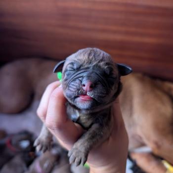 Beautiful Love Des Symphonies d'arlequin Femelle Bulldog continental