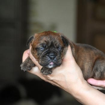 Beautiful Love Des Symphonies d'arlequin Femelle Bulldog continental