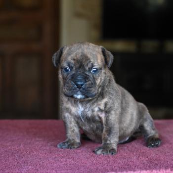 Beautiful Love Des Symphonies d'arlequin Femelle Bulldog continental